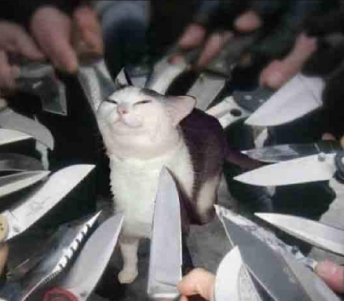 knife cat